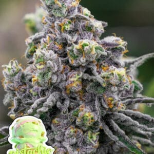 Anesia Seeds Pistachio Snow Cream cannabis plant image 1