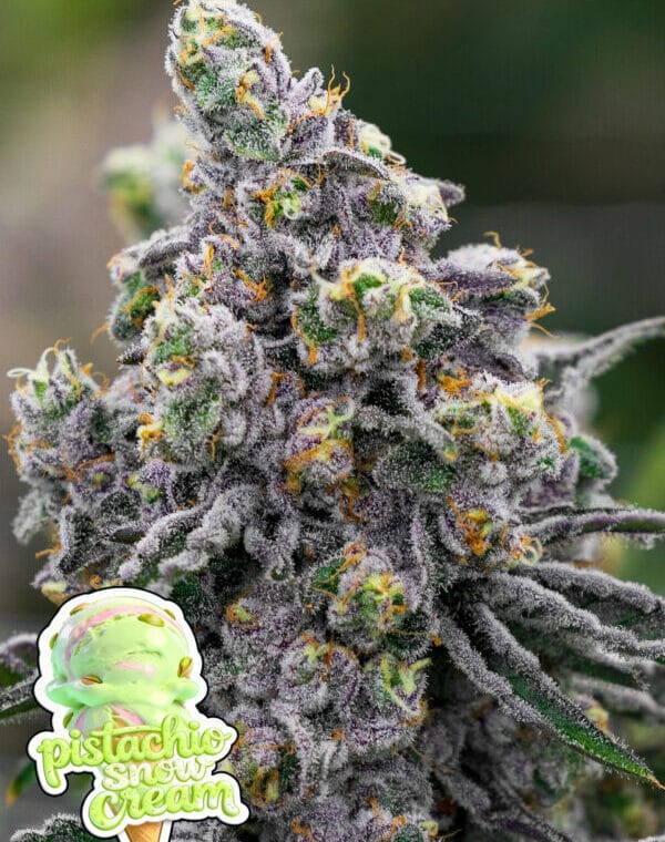 Anesia Seeds Pistachio Snow Cream cannabis plant image 1