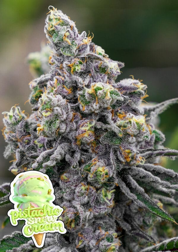 Anesia Seeds Pistachio Snow Cream cannabis plant image 1