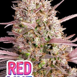 Anesia Seeds Redline cannabis plant image 1
