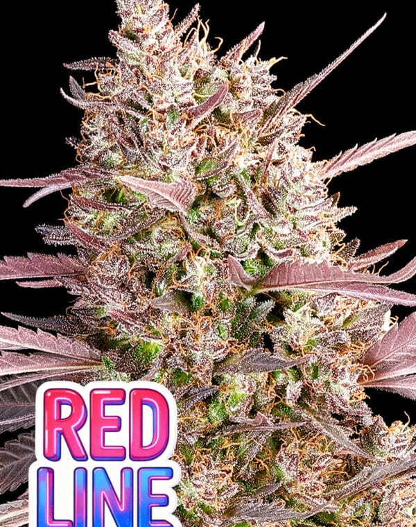 Anesia Seeds Redline cannabis plant image 1