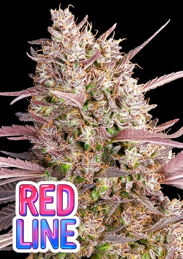 Anesia Seeds Redline cannabis plant image 1
