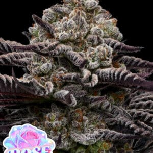 Anesia Seeds Rose Soda cannabis plant image 1
