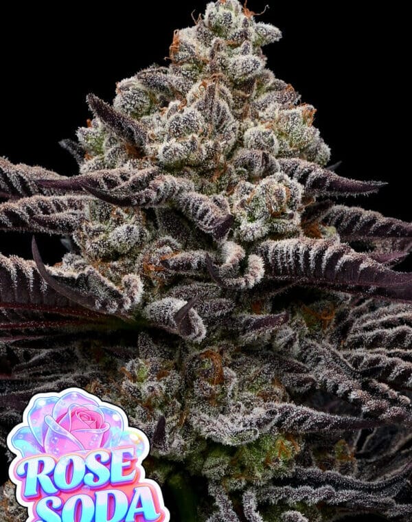 Anesia Seeds Rose Soda cannabis plant image 1
