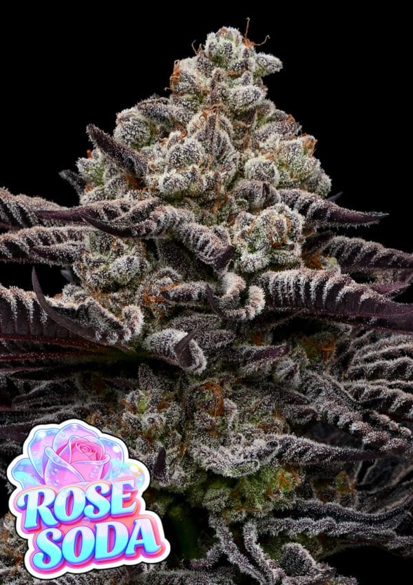 Anesia Seeds Rose Soda cannabis plant image 1