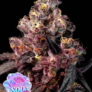 Anesia Seeds Soda Rose Auto cannabis plant image 1