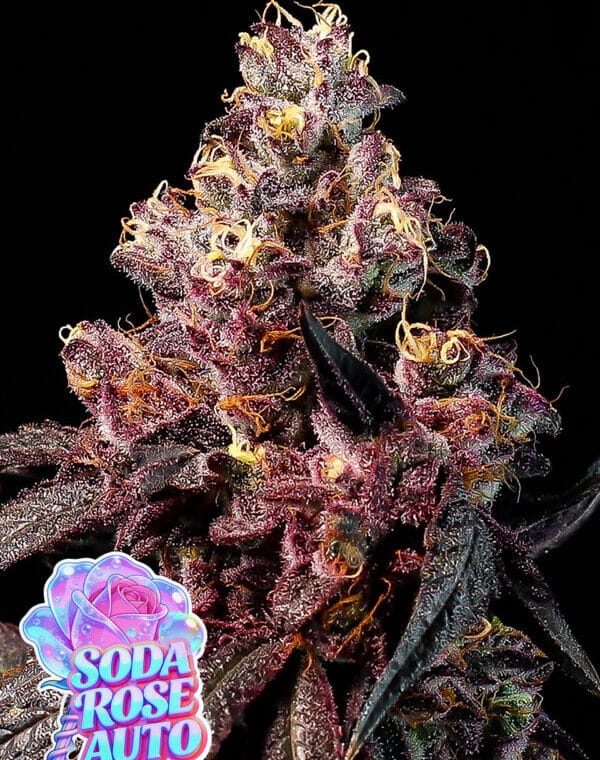 Anesia Seeds Soda Rose Auto cannabis plant image 1