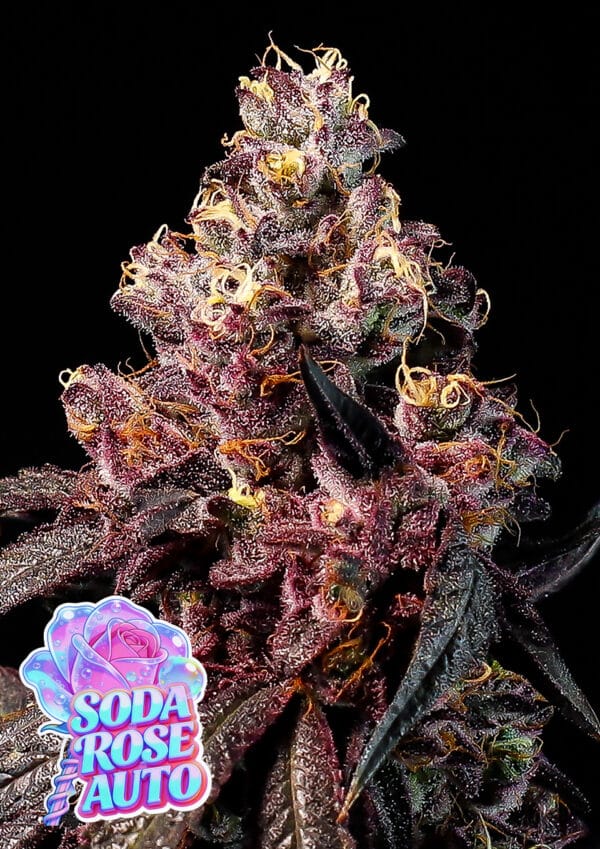 Anesia Seeds Soda Rose Auto cannabis plant image 1