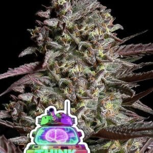 Anesia Seeds Think Tank Auto cannabis plant image 1