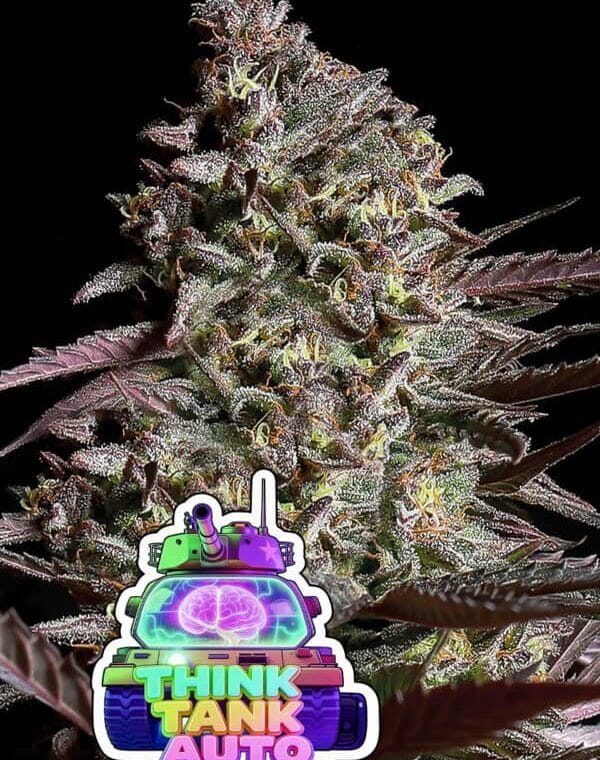 Anesia Seeds Think Tank Auto cannabis plant image 1