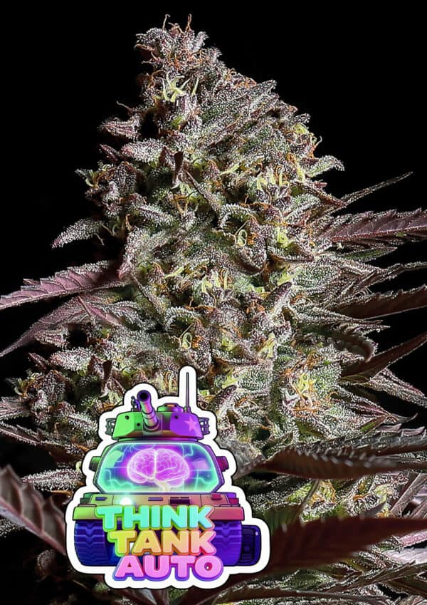 Anesia Seeds Think Tank Auto cannabis plant image 1