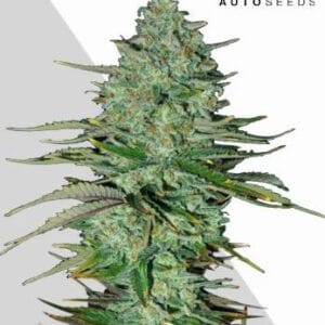 Auto Seeds Apple Fritters Auto cannabis plant image 1