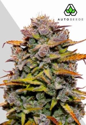 Fat Bastard Auto