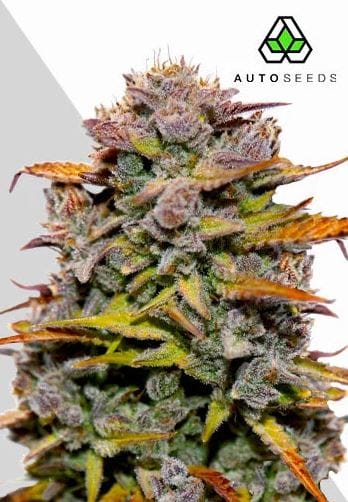 Auto Seeds Fat Bastard Auto cannabis plant image 1