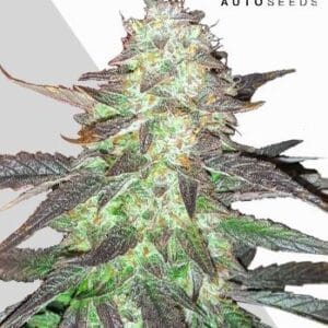 Auto Seeds Ghost Train Haze Auto cannabis plant image 1