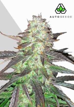 Ghost Train Haze Auto