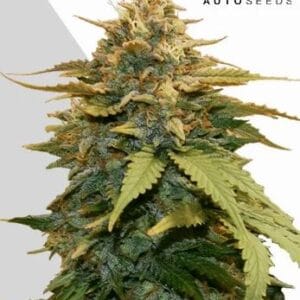 Auto Seeds Gold Leaf Auto cannabis plant image 1