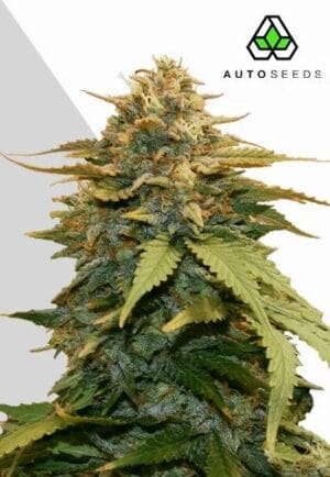 Gold Leaf Auto