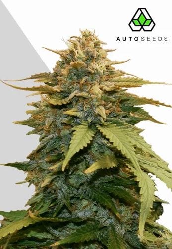 Auto Seeds Gold Leaf Auto cannabis plant image 1