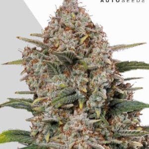 Auto Seeds Gorilla Cookies Auto cannabis plant image 1