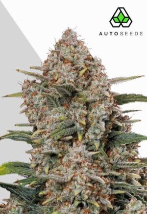 Gorilla Cookies Auto