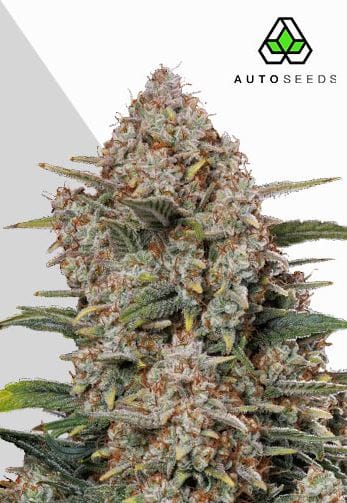 Auto Seeds Gorilla Cookies Auto cannabis plant image 1