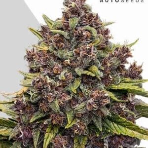 Auto Seeds Gorilla Punch Auto cannabis plant image 1