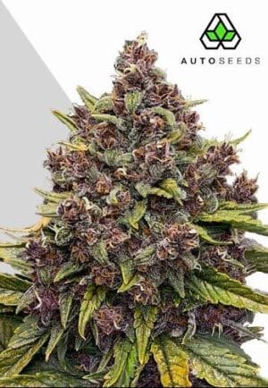 Gorilla Punch Auto
