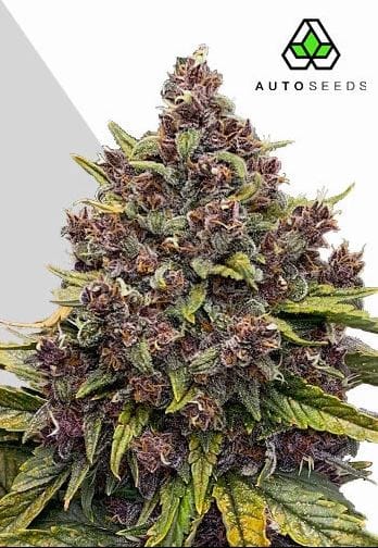 Auto Seeds Gorilla Punch Auto cannabis plant image 1