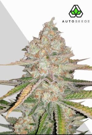 Pineapple Express Auto