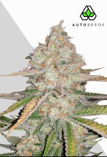 Auto Seeds Pineapple Express Auto cannabis plant image 1