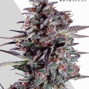 Auto Seeds Purple Lemonade Auto cannabis plant image 1