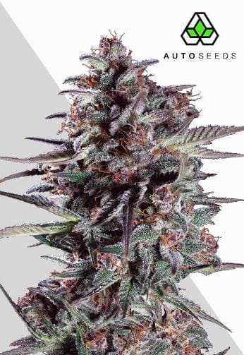 Auto Seeds Purple Lemonade Auto cannabis plant image 1