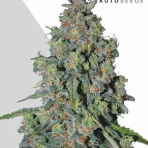 Auto Seeds Trainwreck Auto cannabis plant image 1