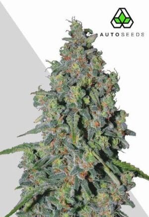 Trainwreck Auto