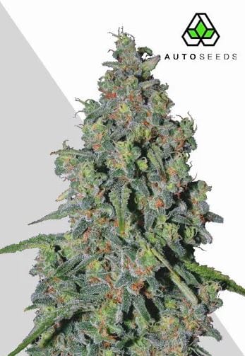 Auto Seeds Trainwreck Auto cannabis plant image 1