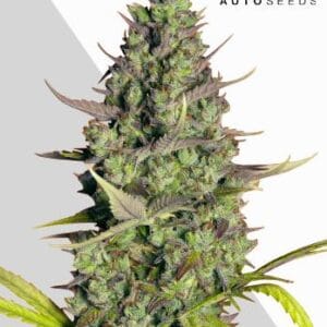 Auto Seeds Wedding Cake Auto cannabis plant image 1