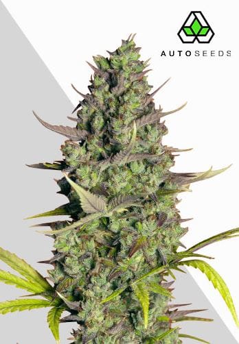 Auto Seeds Wedding Cake Auto cannabis plant image 1