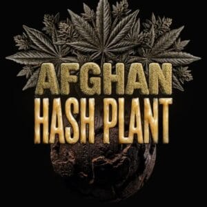 Barney's Farm Seeds Afghan Hash Plant Auto cannabis plant image