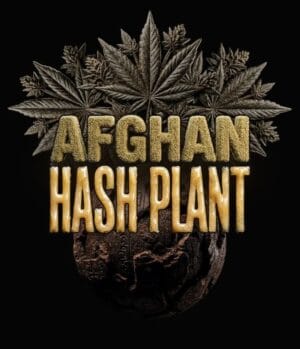 Afghan Hash Plant Auto