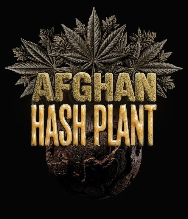 Barney's Farm Seeds Afghan Hash Plant Auto cannabis plant image