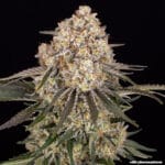 Barney's Farm Seeds AK cannabis plant image 10