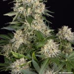 Barney's Farm Seeds AK cannabis plant image 11