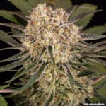 Barney's Farm Seeds AK cannabis plant image 12