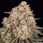 Barney's Farm Seeds AK cannabis plant image 13
