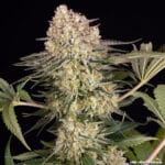 Barney's Farm Seeds AK cannabis plant image 14