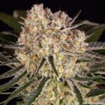Barney's Farm Seeds AK cannabis plant image 15