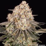 Barney's Farm Seeds AK cannabis plant image 16