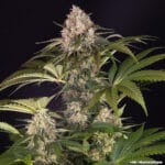 Barney's Farm Seeds AK cannabis plant image 17
