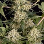 Barney's Farm Seeds AK cannabis plant image 18